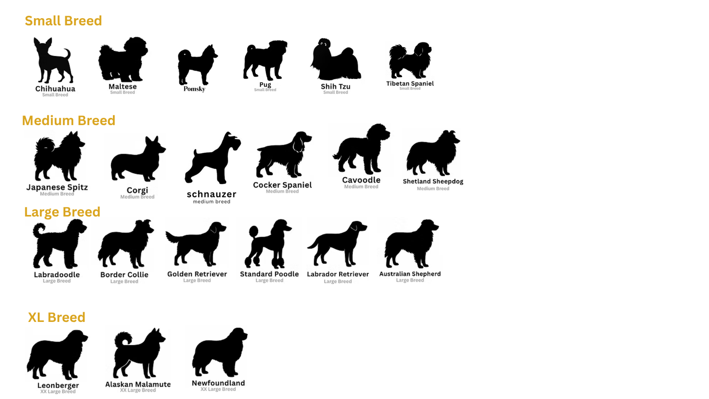 Small dog Bath and Blow Dry Basic (inc Wash Blow,Nail Trim & ear clean)