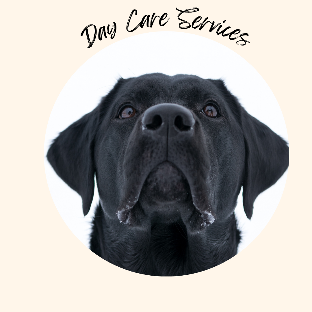 Sassy Paws Day Care