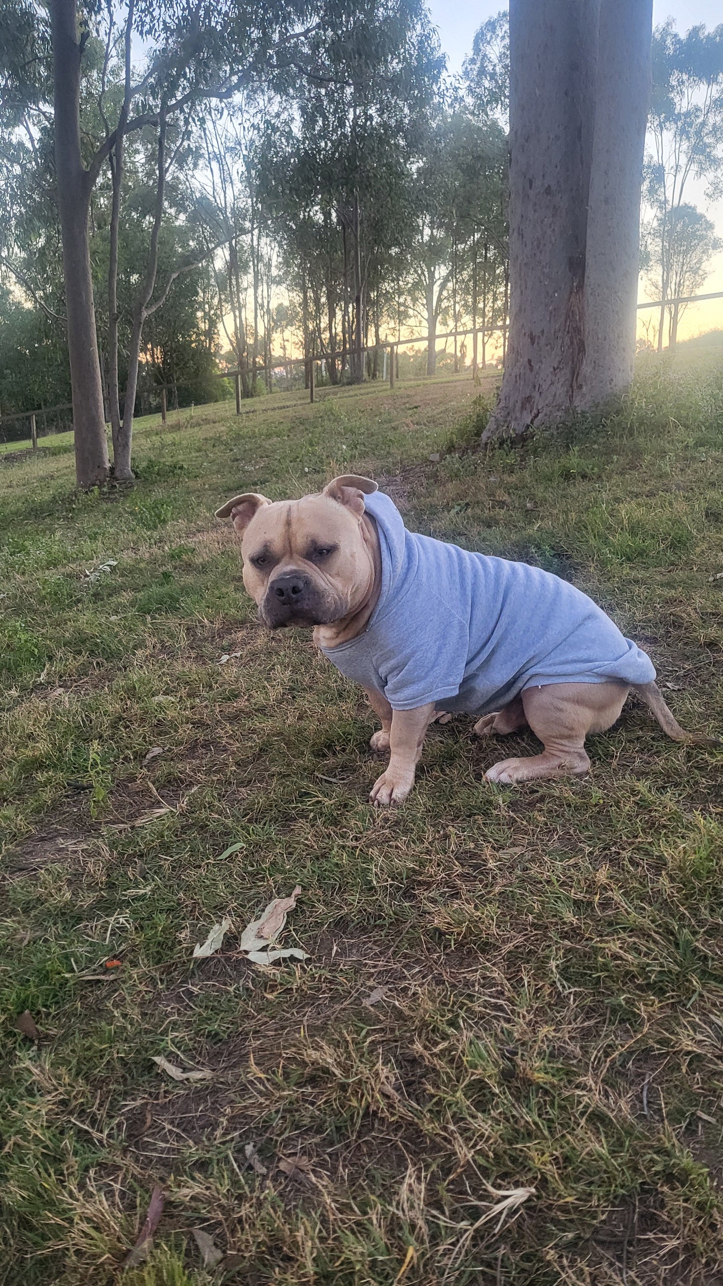 Grey Dog jumper with Hoody