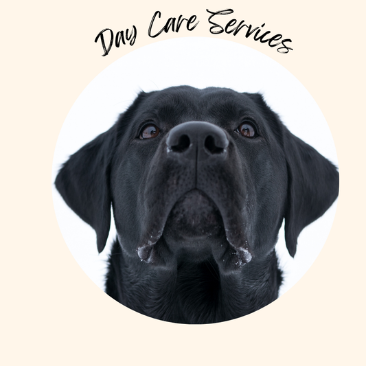 Dog Daycare ,Doggy Daycare Full Day 10.5 Hours 7.00am to 5.30pm