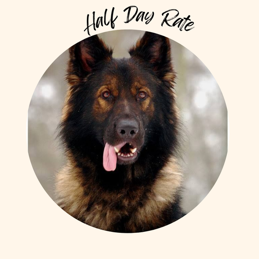 Dog Daycare , Doggy Daycare Half Day 5 Hours