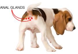 Dog Gland Cleaning